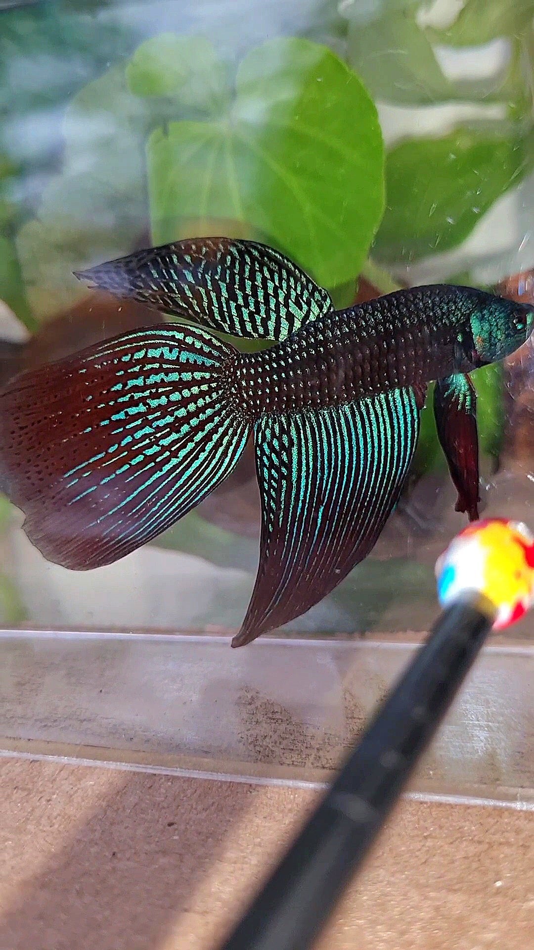 VEILTAIL DELTA ALIEN GREEN BLUE HYBRID WILD BETTA FISH