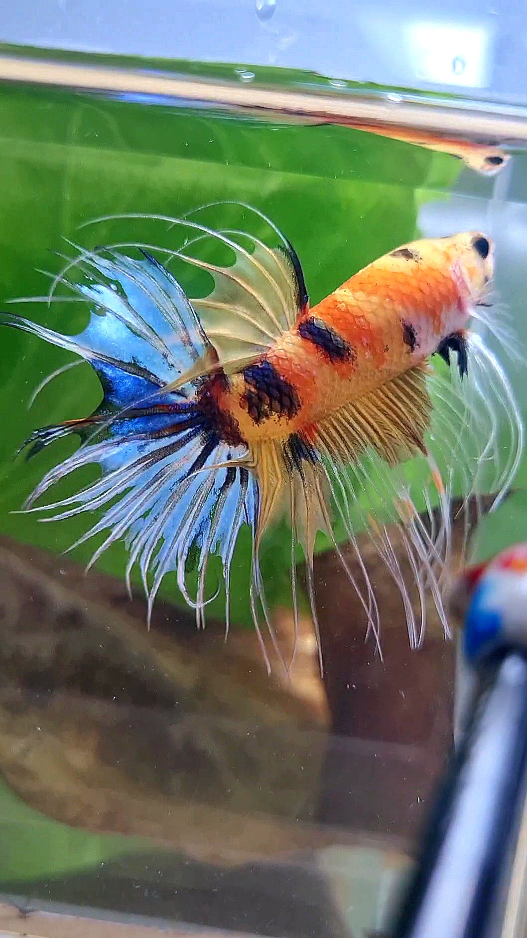 CROWNTAIL YELLOW KOI MULTICOLOR BETTA FISH