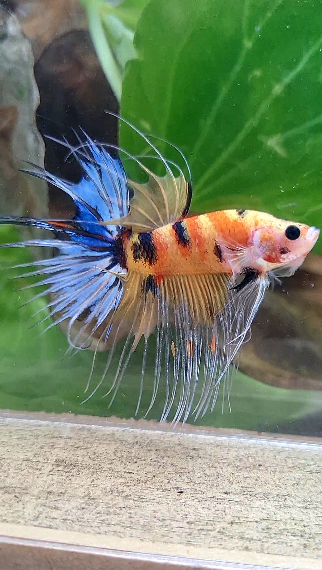 CROWNTAIL YELLOW KOI MULTICOLOR BETTA FISH
