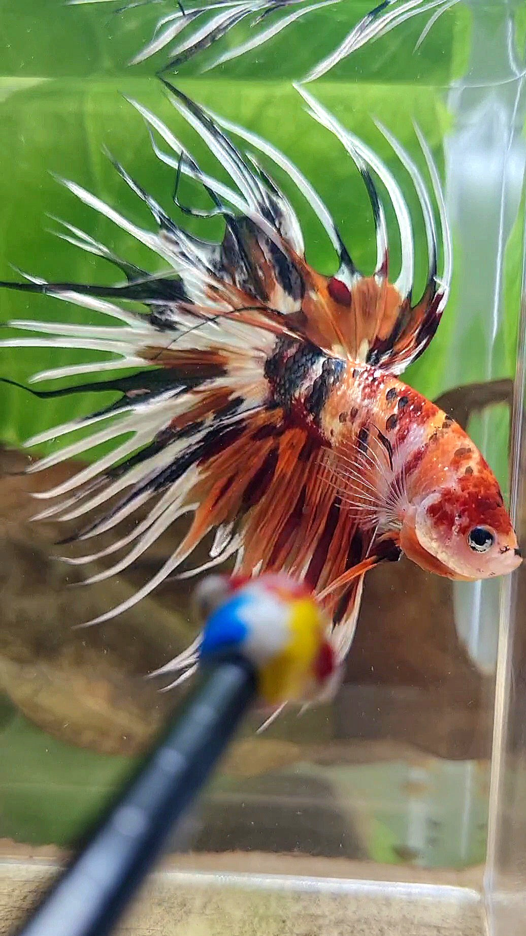 CROWNTAIL ORANGE COPPER METALLIC MULTICOLOR WHITE PATTERN BETTA FISH