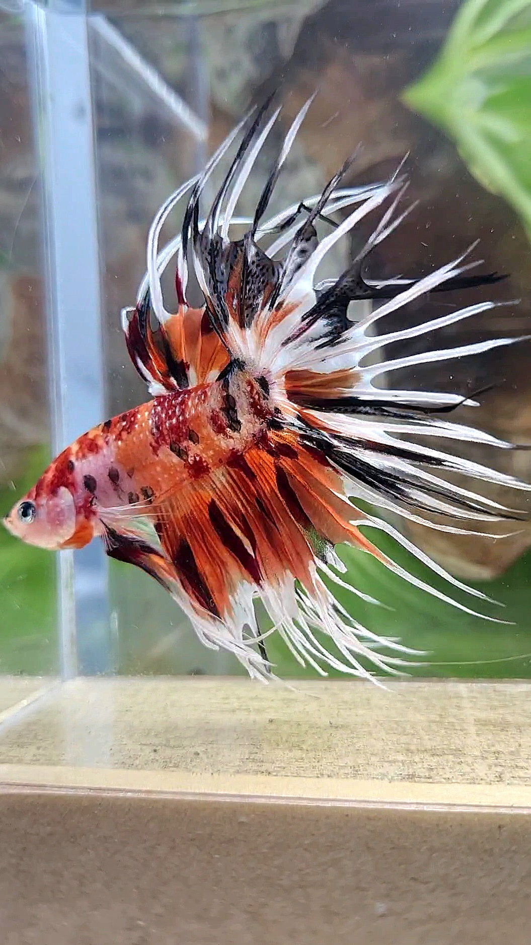 CROWNTAIL ORANGE COPPER METALLIC MULTICOLOR WHITE PATTERN BETTA FISH