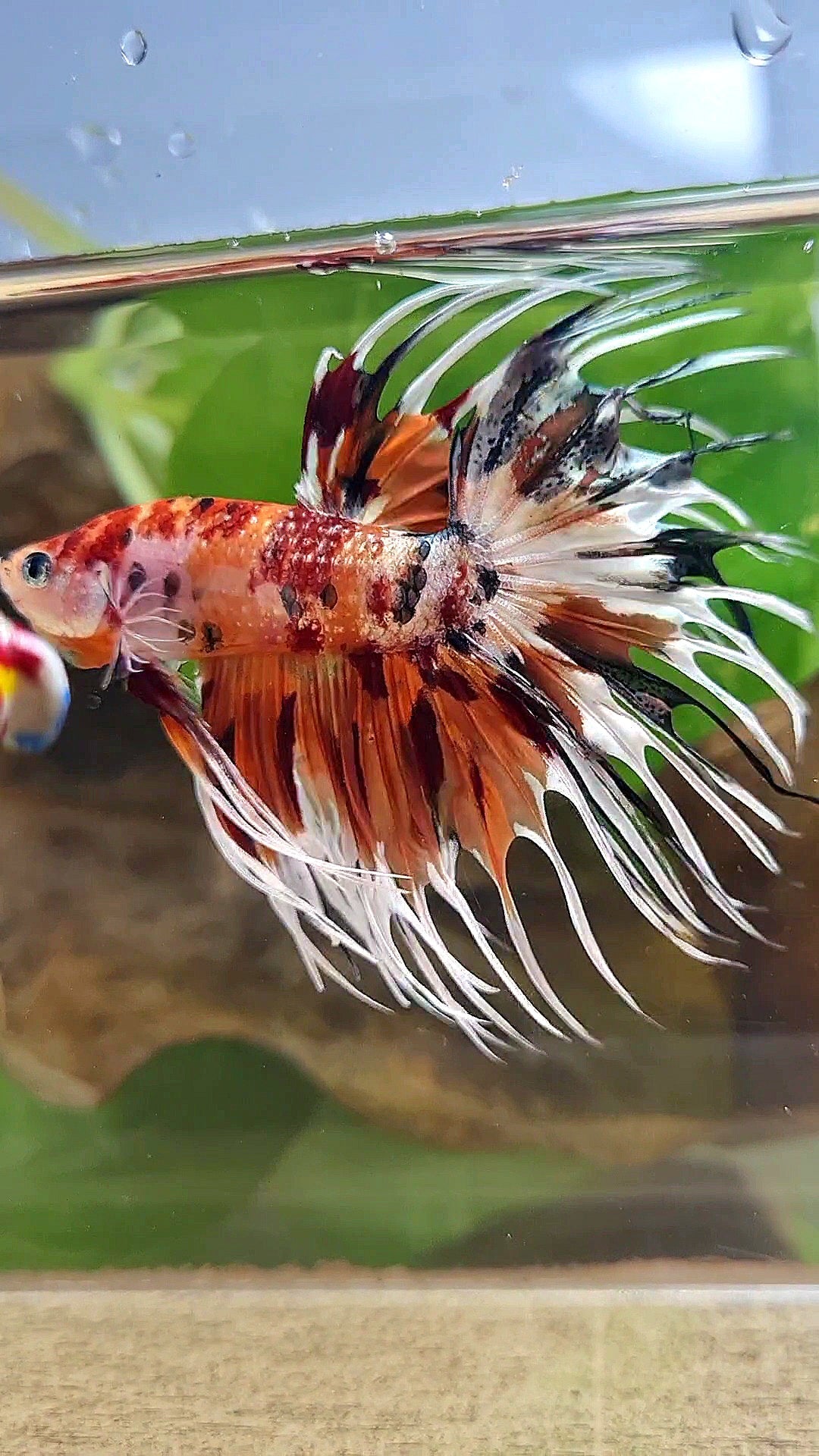 CROWNTAIL ORANGE COPPER METALLIC MULTICOLOR WHITE PATTERN BETTA FISH