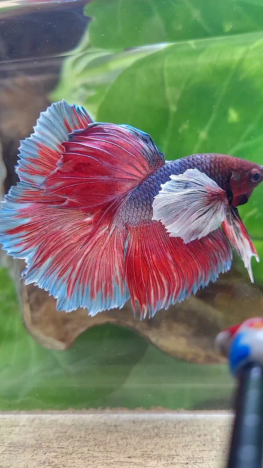 HALFMOON SUPER DUMBO EAR DARK VIOLET BETTA FISH