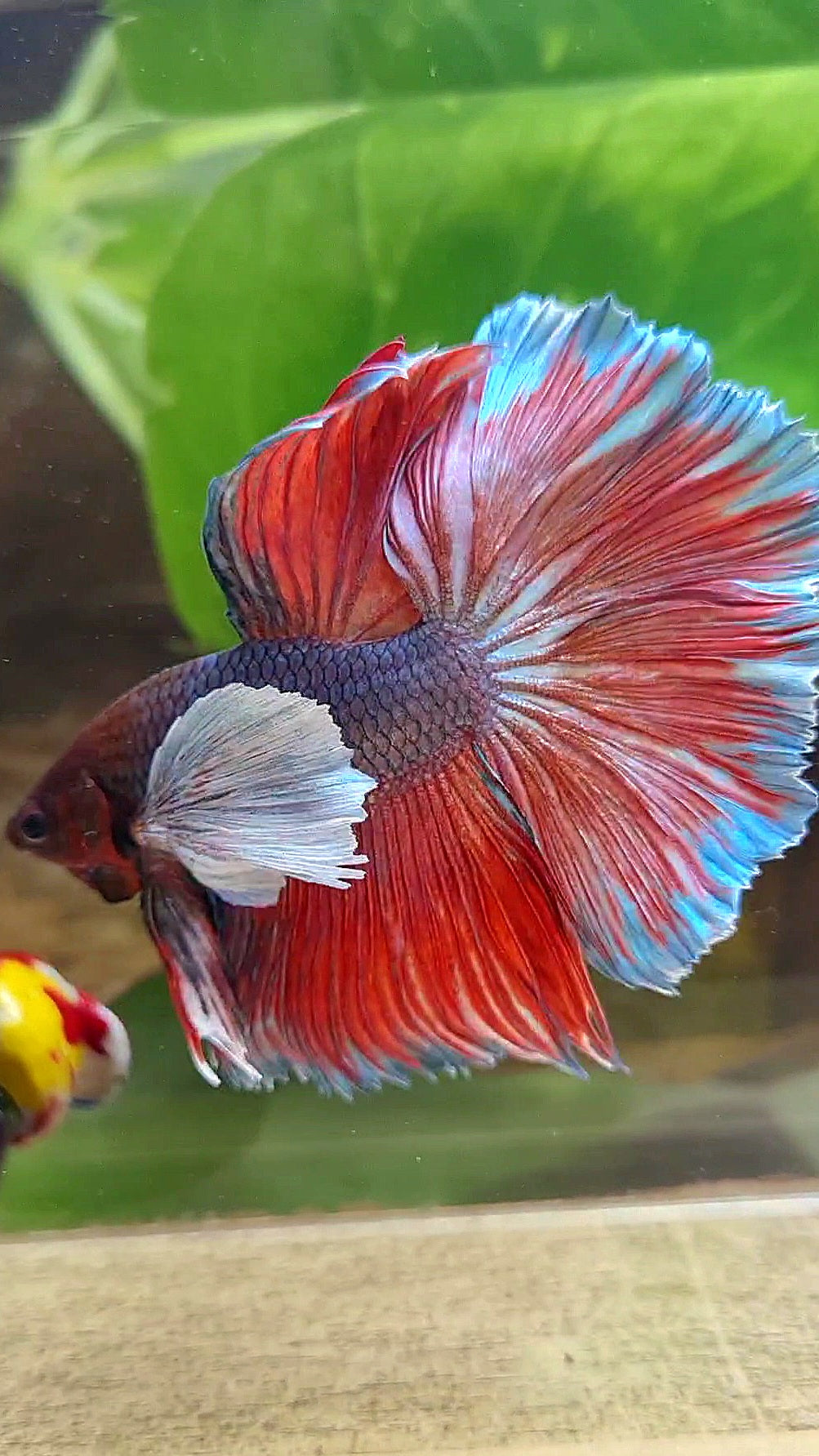 HALFMOON SUPER DUMBO EAR DARK VIOLET BETTA FISH