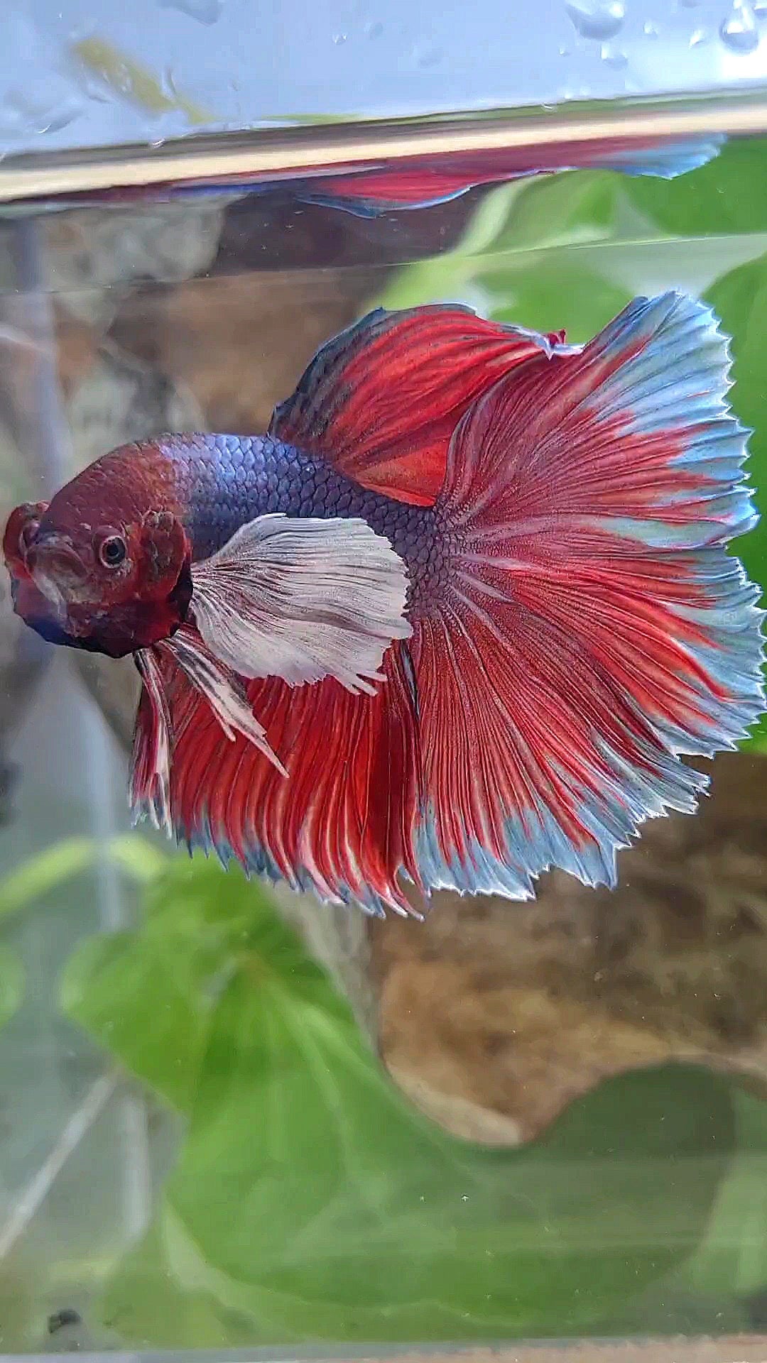 HALFMOON SUPER DUMBO EAR DARK VIOLET BETTA FISH