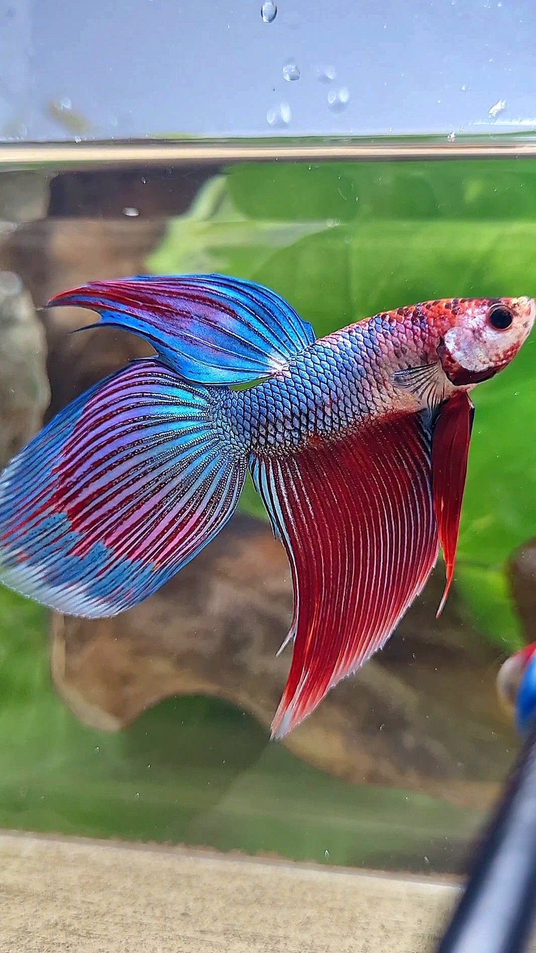 VEILTAIL BLUE PURPLE METALLIC FANCY BETTA FISH