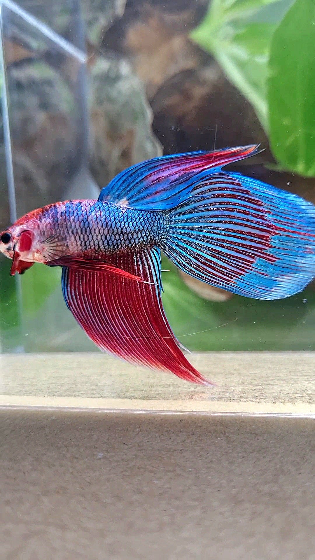 VEILTAIL BLUE PURPLE METALLIC FANCY BETTA FISH