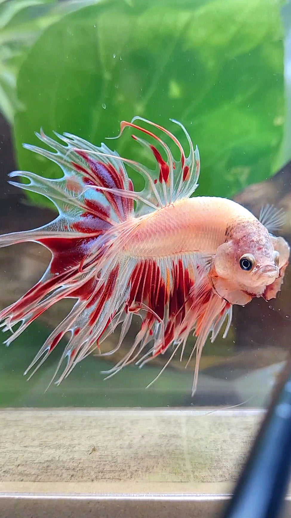 CROWNTAIL ARMAGEDDON FIRE BETTA FISH