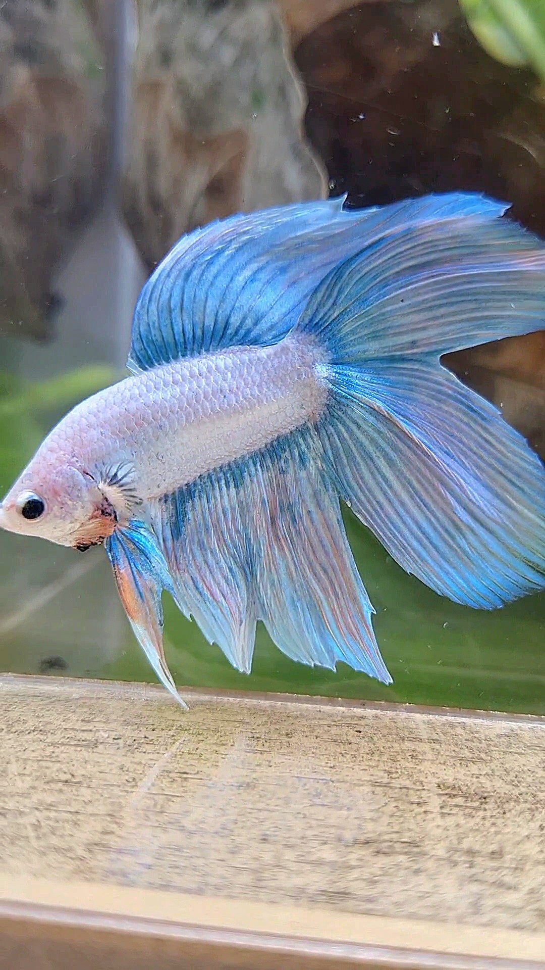 VEILTAIL DOUBLE TAIL BLUE SKY GRIZZLE UNICORN BETTA FISH