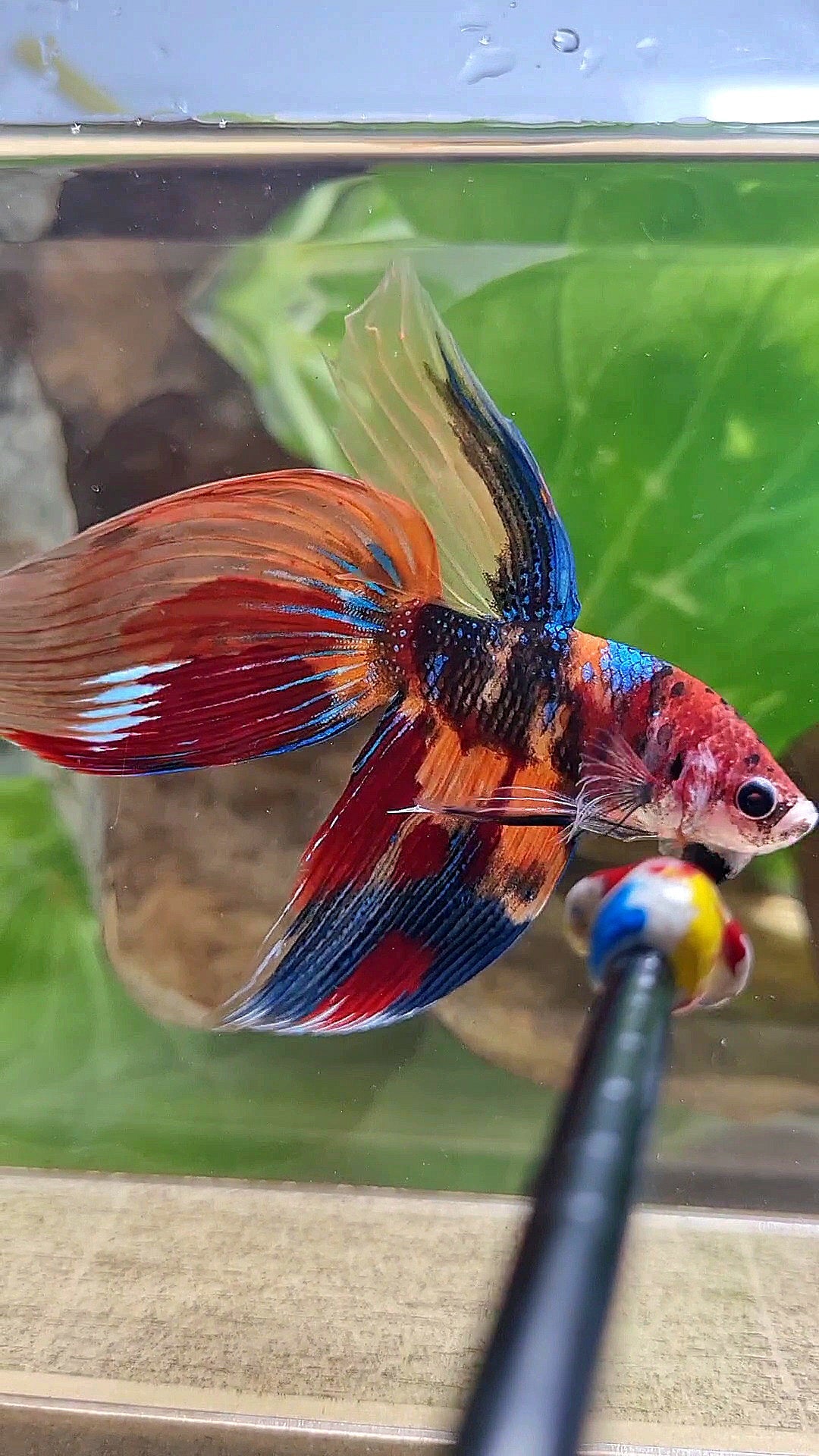 VEILTAIL SUPER MULTICOLOR METALLIC BETTA FISH