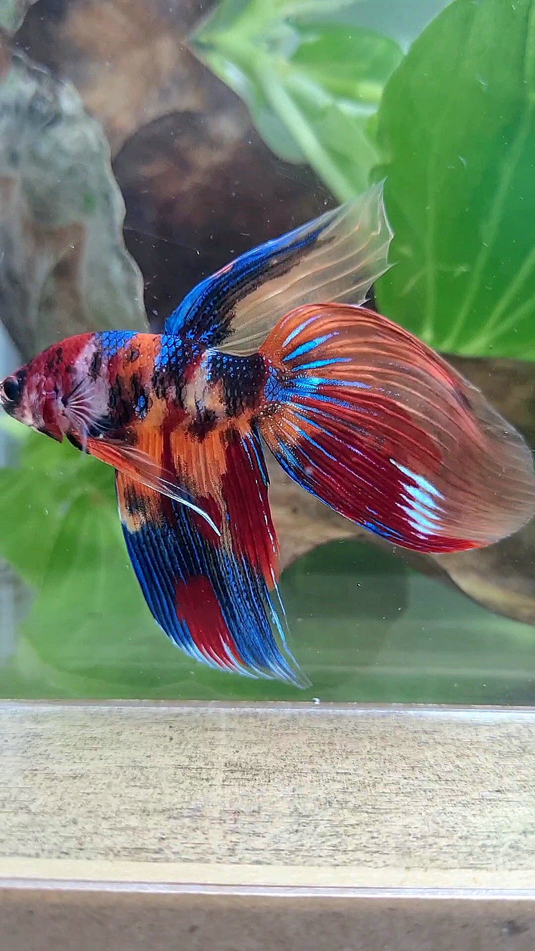 VEILTAIL SUPER MULTICOLOR METALLIC BETTA FISH