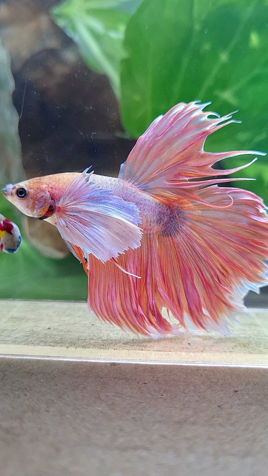 HALFMOON SUPER DUMBO EAR ORANGE BETTA FISH
