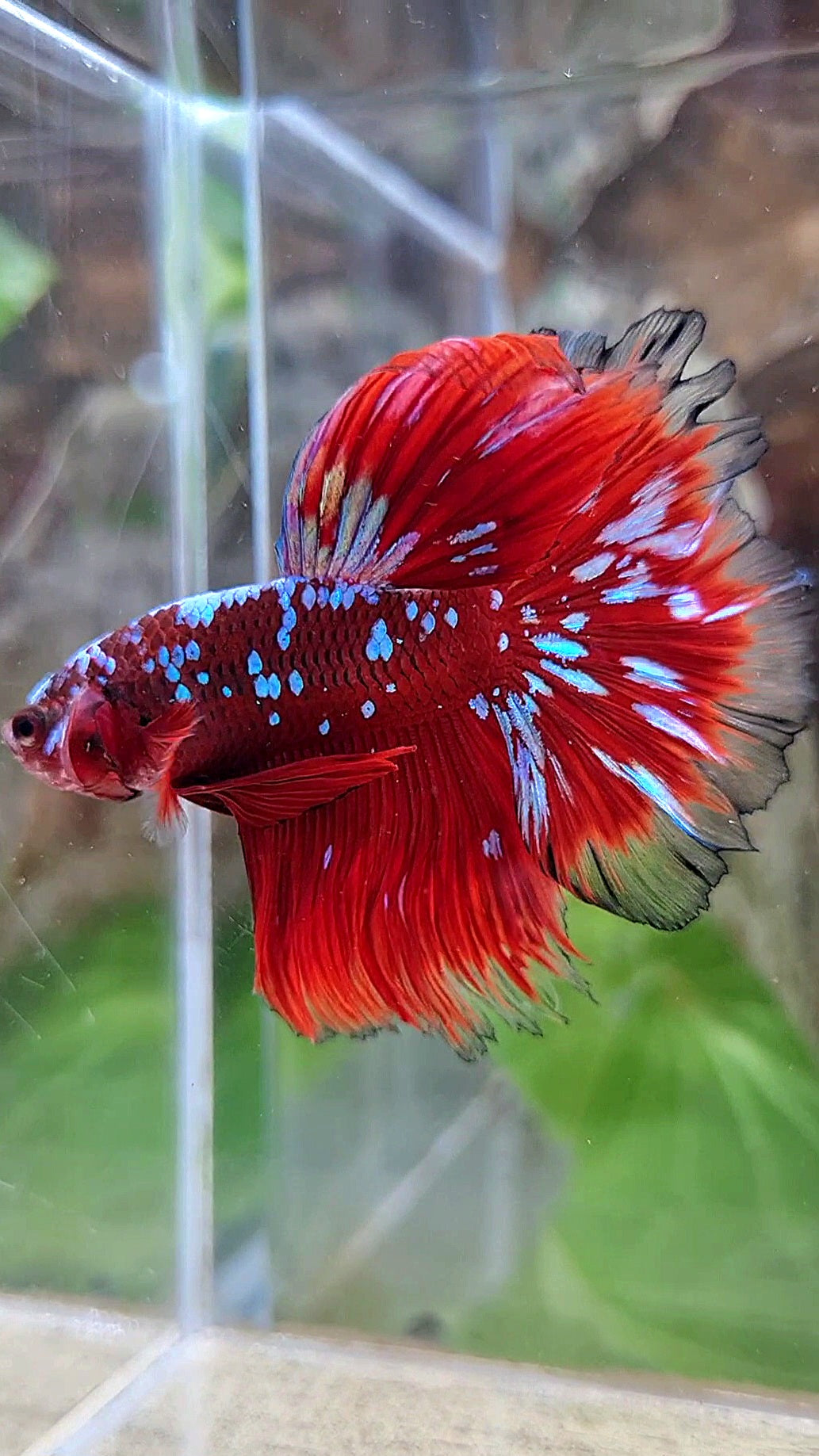 LUXURY HALFMOON ROSETAIL RED PURPLE SUPER GALAXY RPG BETTA FISH