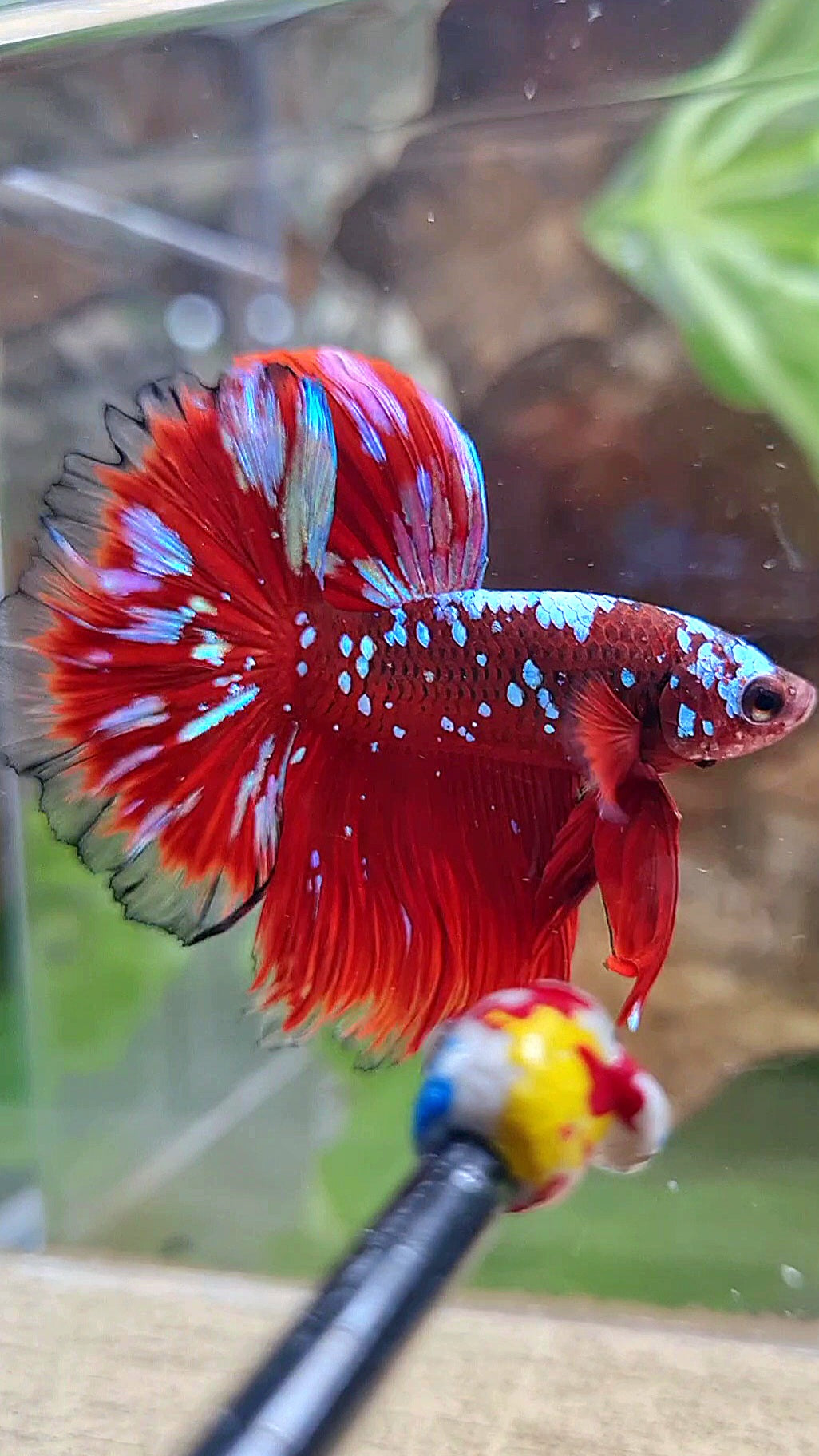 3 FISH LUXURY HALFMOON ROSETAIL RED PURPLE SUPER GALAXY RPG BETTA FISH & FEMALE HALFMOON PURPLE GALAXY RPG & FEMALE HALFMOON SAMURAI