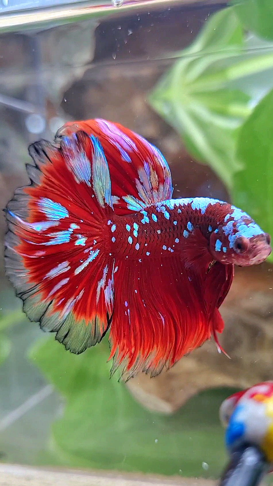 3 FISH LUXURY HALFMOON ROSETAIL RED PURPLE SUPER GALAXY RPG BETTA FISH & FEMALE HALFMOON PURPLE GALAXY RPG & FEMALE HALFMOON SAMURAI
