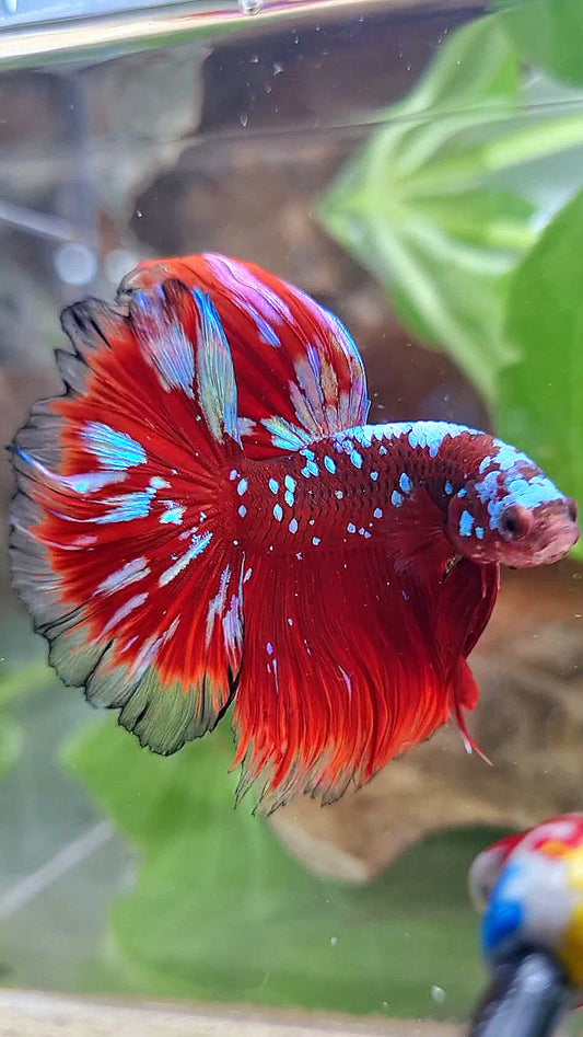 3 FISH LUXURY HALFMOON ROSETAIL RED PURPLE SUPER GALAXY RPG BETTA FISH & FEMALE HALFMOON PURPLE GALAXY RPG & FEMALE HALFMOON SAMURAI