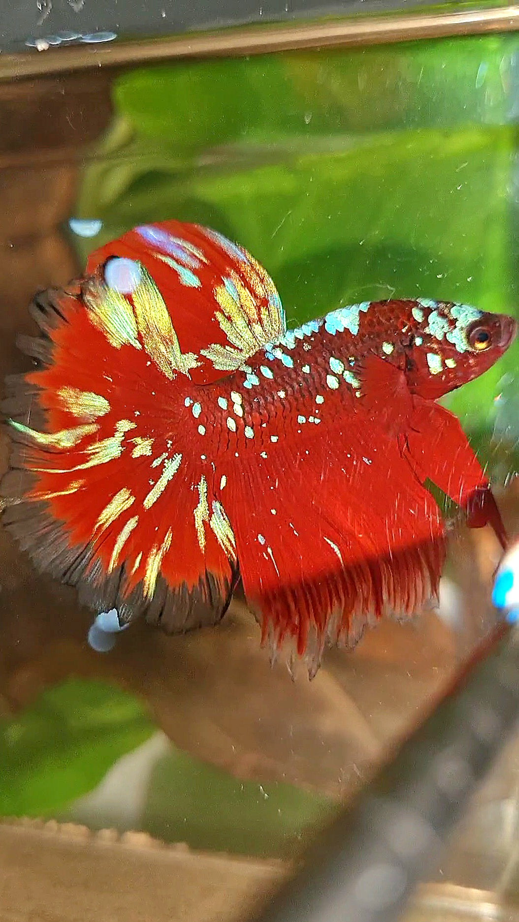LUXURY HALFMOON ROSETAIL RED PURPLE SUPER GALAXY RPG BETTA FISH