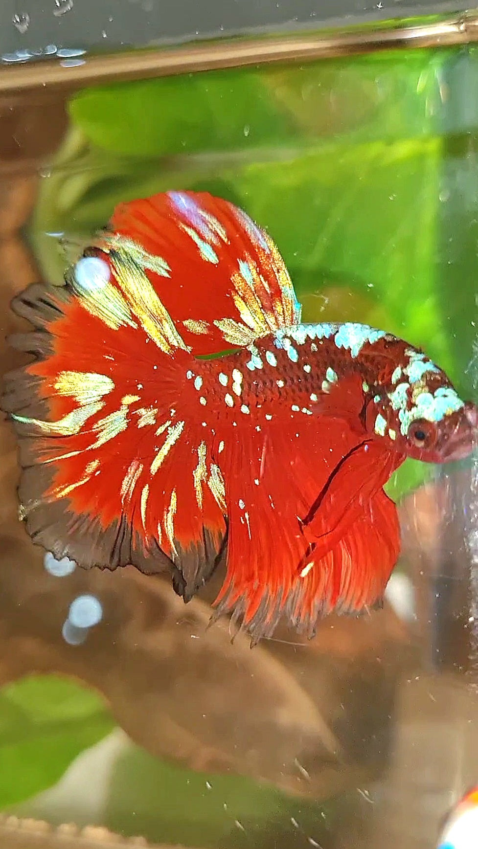 3 FISH LUXURY HALFMOON ROSETAIL RED PURPLE SUPER GALAXY RPG BETTA FISH & FEMALE HALFMOON PURPLE GALAXY RPG & FEMALE HALFMOON SAMURAI