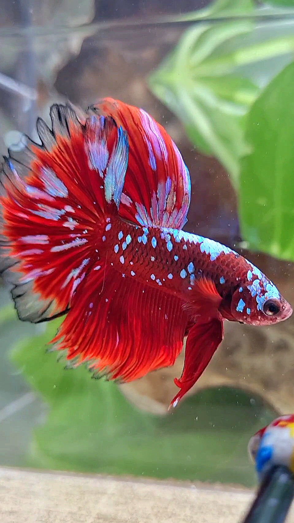 3 FISH LUXURY HALFMOON ROSETAIL RED PURPLE SUPER GALAXY RPG BETTA FISH & FEMALE HALFMOON PURPLE GALAXY RPG & FEMALE HALFMOON SAMURAI