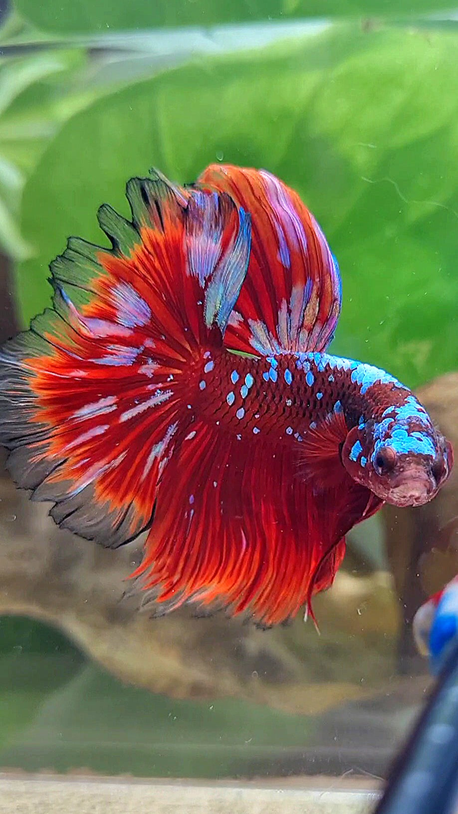 3 FISH LUXURY HALFMOON ROSETAIL RED PURPLE SUPER GALAXY RPG BETTA FISH & FEMALE HALFMOON PURPLE GALAXY RPG & FEMALE HALFMOON SAMURAI