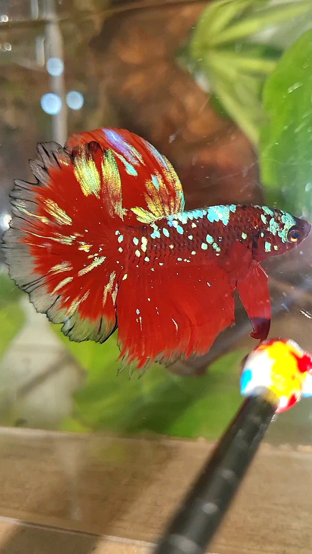 3 FISH LUXURY HALFMOON ROSETAIL RED PURPLE SUPER GALAXY RPG BETTA FISH & FEMALE HALFMOON PURPLE GALAXY RPG & FEMALE HALFMOON SAMURAI