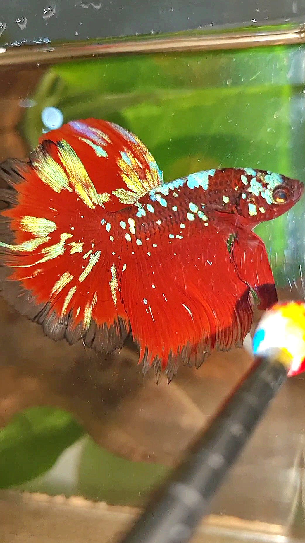 3 FISH LUXURY HALFMOON ROSETAIL RED PURPLE SUPER GALAXY RPG BETTA FISH & FEMALE HALFMOON PURPLE GALAXY RPG & FEMALE HALFMOON SAMURAI