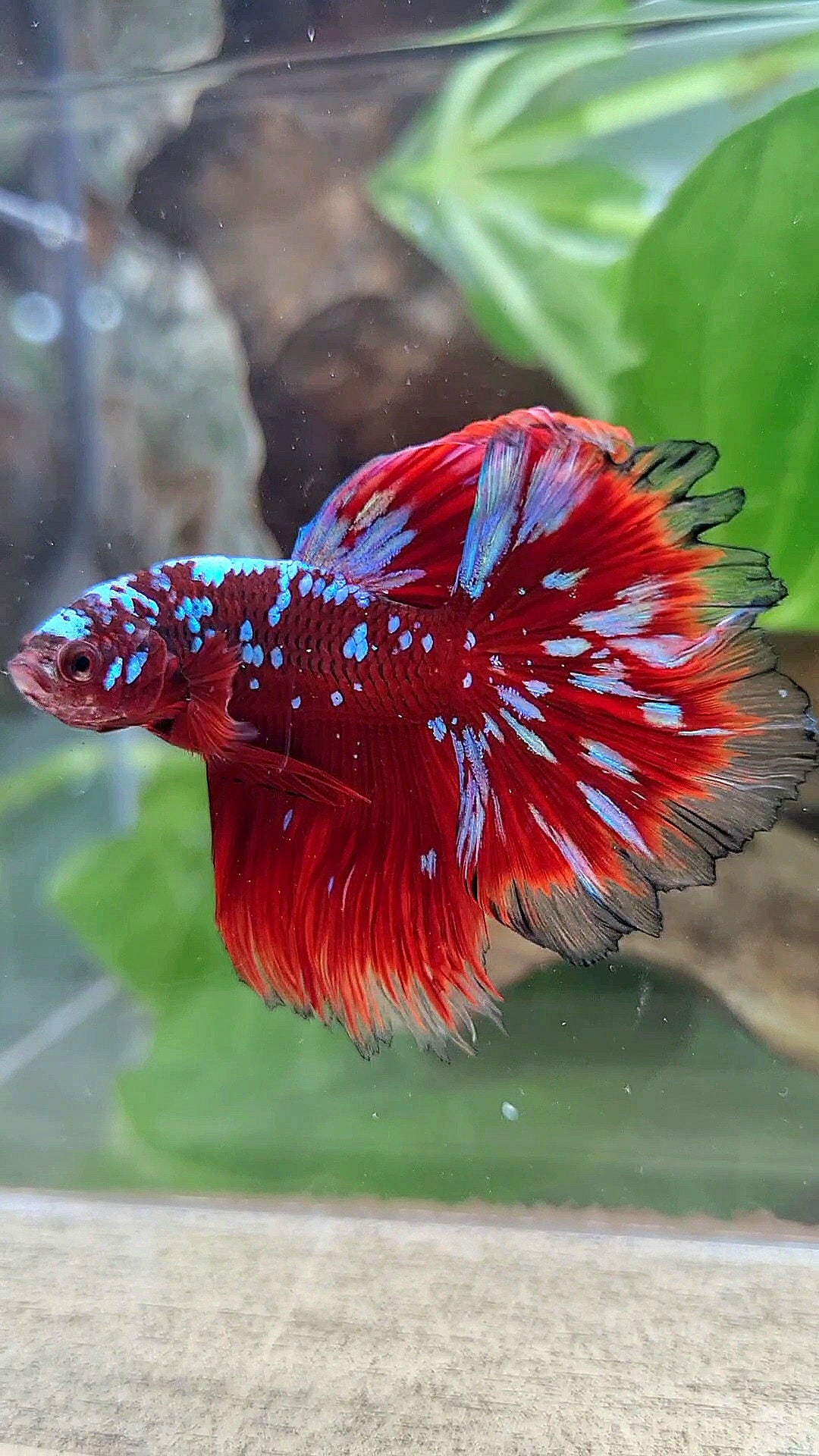 3 FISH LUXURY HALFMOON ROSETAIL RED PURPLE SUPER GALAXY RPG BETTA FISH & FEMALE HALFMOON PURPLE GALAXY RPG & FEMALE HALFMOON SAMURAI