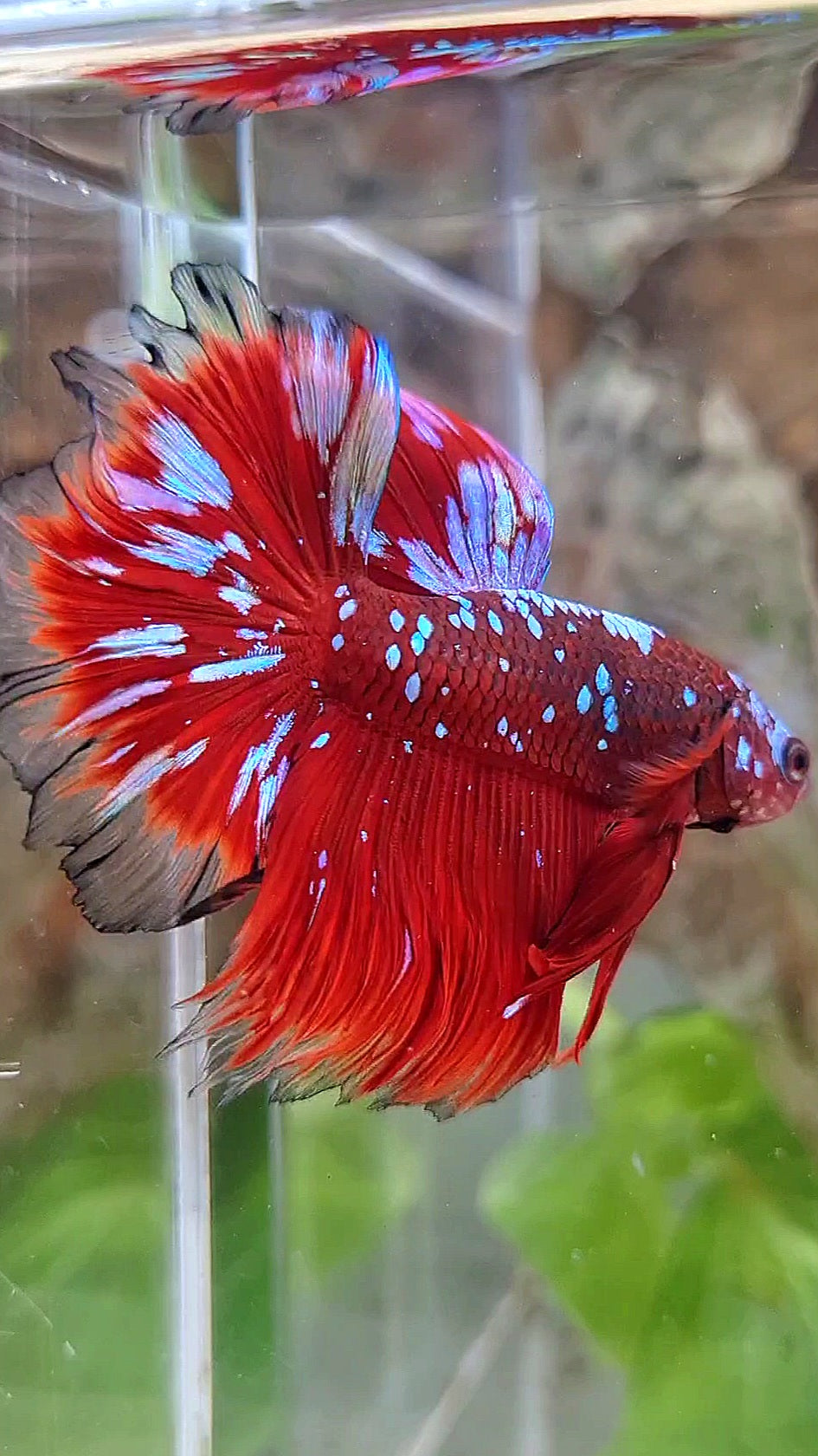 3 FISH LUXURY HALFMOON ROSETAIL RED PURPLE SUPER GALAXY RPG BETTA FISH & FEMALE HALFMOON PURPLE GALAXY RPG & FEMALE HALFMOON SAMURAI