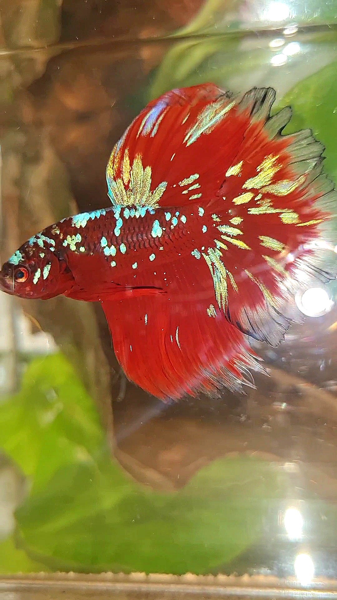 3 FISH LUXURY HALFMOON ROSETAIL RED PURPLE SUPER GALAXY RPG BETTA FISH & FEMALE HALFMOON PURPLE GALAXY RPG & FEMALE HALFMOON SAMURAI