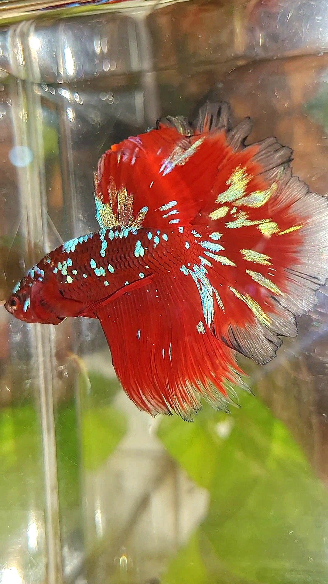 3 FISH LUXURY HALFMOON ROSETAIL RED PURPLE SUPER GALAXY RPG BETTA FISH & FEMALE HALFMOON PURPLE GALAXY RPG & FEMALE HALFMOON SAMURAI