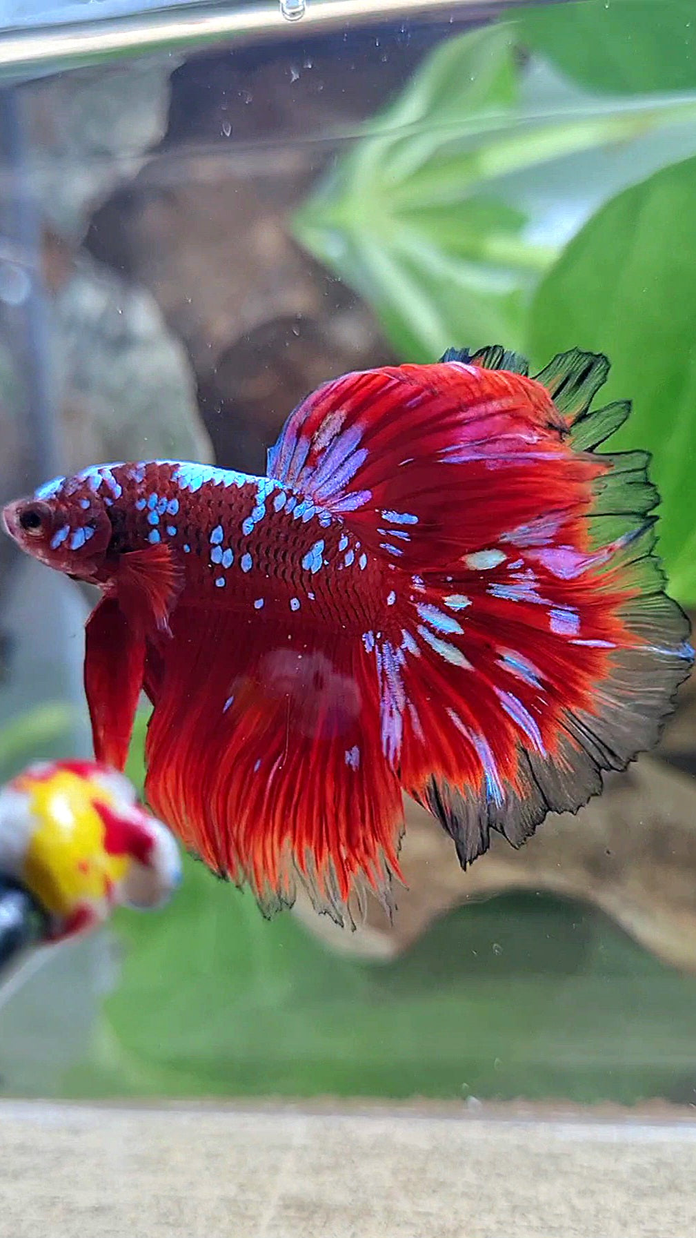 3 FISH LUXURY HALFMOON ROSETAIL RED PURPLE SUPER GALAXY RPG BETTA FISH & FEMALE HALFMOON PURPLE GALAXY RPG & FEMALE HALFMOON SAMURAI
