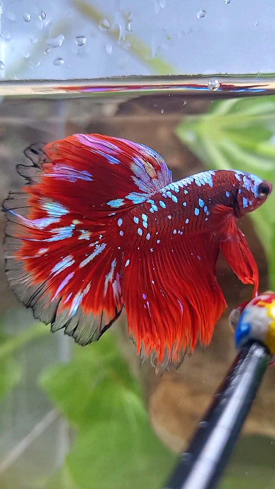 3 FISH LUXURY HALFMOON ROSETAIL RED PURPLE SUPER GALAXY RPG BETTA FISH & FEMALE HALFMOON PURPLE GALAXY RPG & FEMALE HALFMOON SAMURAI