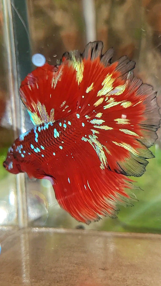 3 FISH LUXURY HALFMOON ROSETAIL RED PURPLE SUPER GALAXY RPG BETTA FISH & FEMALE HALFMOON PURPLE GALAXY RPG & FEMALE HALFMOON SAMURAI