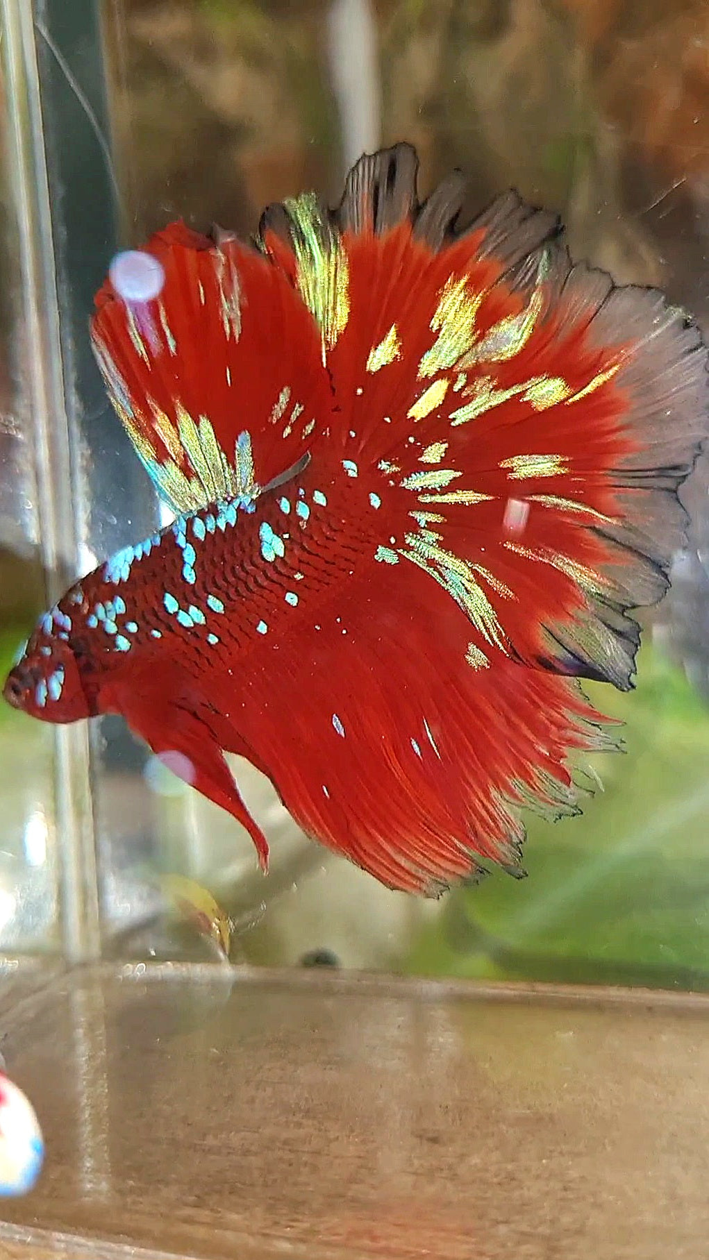 3 FISH LUXURY HALFMOON ROSETAIL RED PURPLE SUPER GALAXY RPG BETTA FISH & FEMALE HALFMOON PURPLE GALAXY RPG & FEMALE HALFMOON SAMURAI