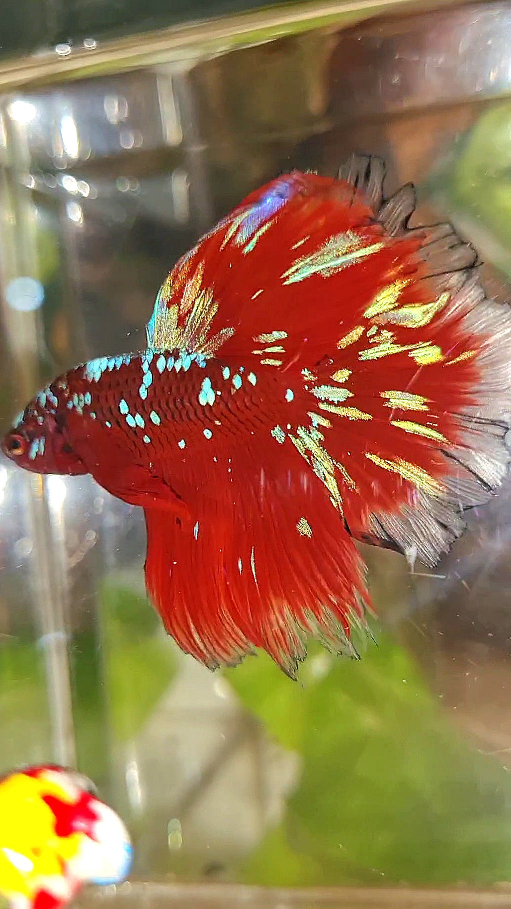 3 FISH LUXURY HALFMOON ROSETAIL RED PURPLE SUPER GALAXY RPG BETTA FISH & FEMALE HALFMOON PURPLE GALAXY RPG & FEMALE HALFMOON SAMURAI