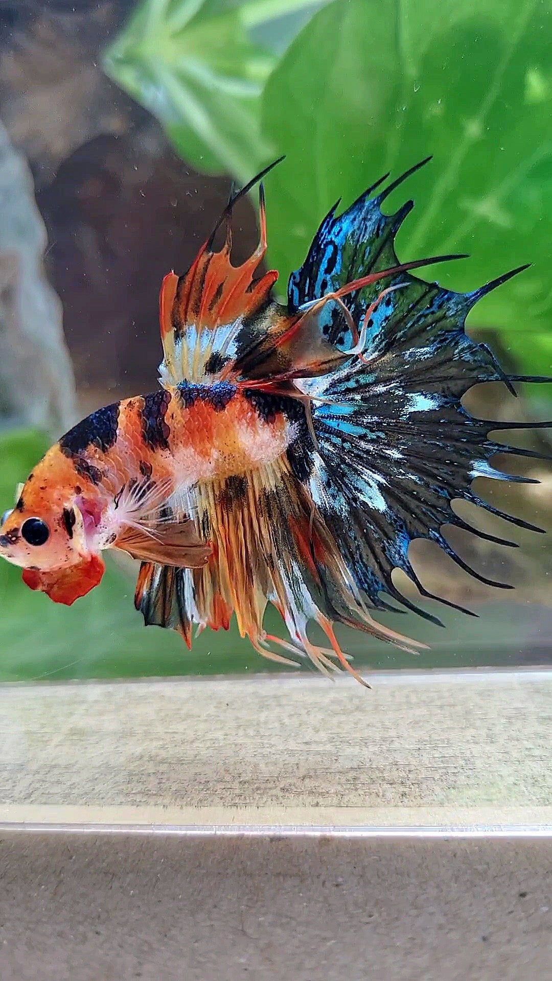 CROWNTAIL SUPER MULTICOLOR ORANGE YELLOW DOTS BETTA FISH