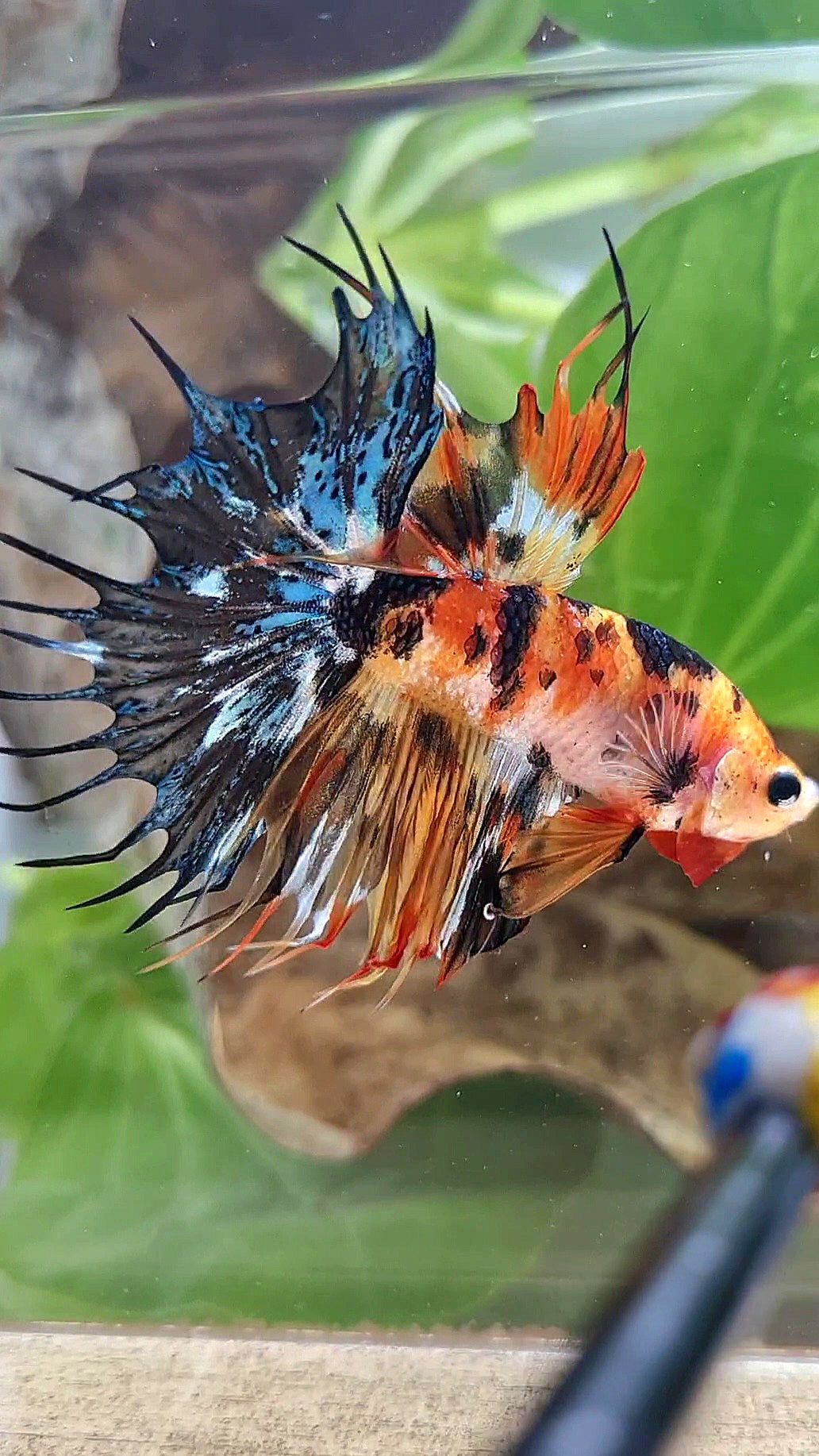 CROWNTAIL SUPER MULTICOLOR ORANGE YELLOW DOTS BETTA FISH