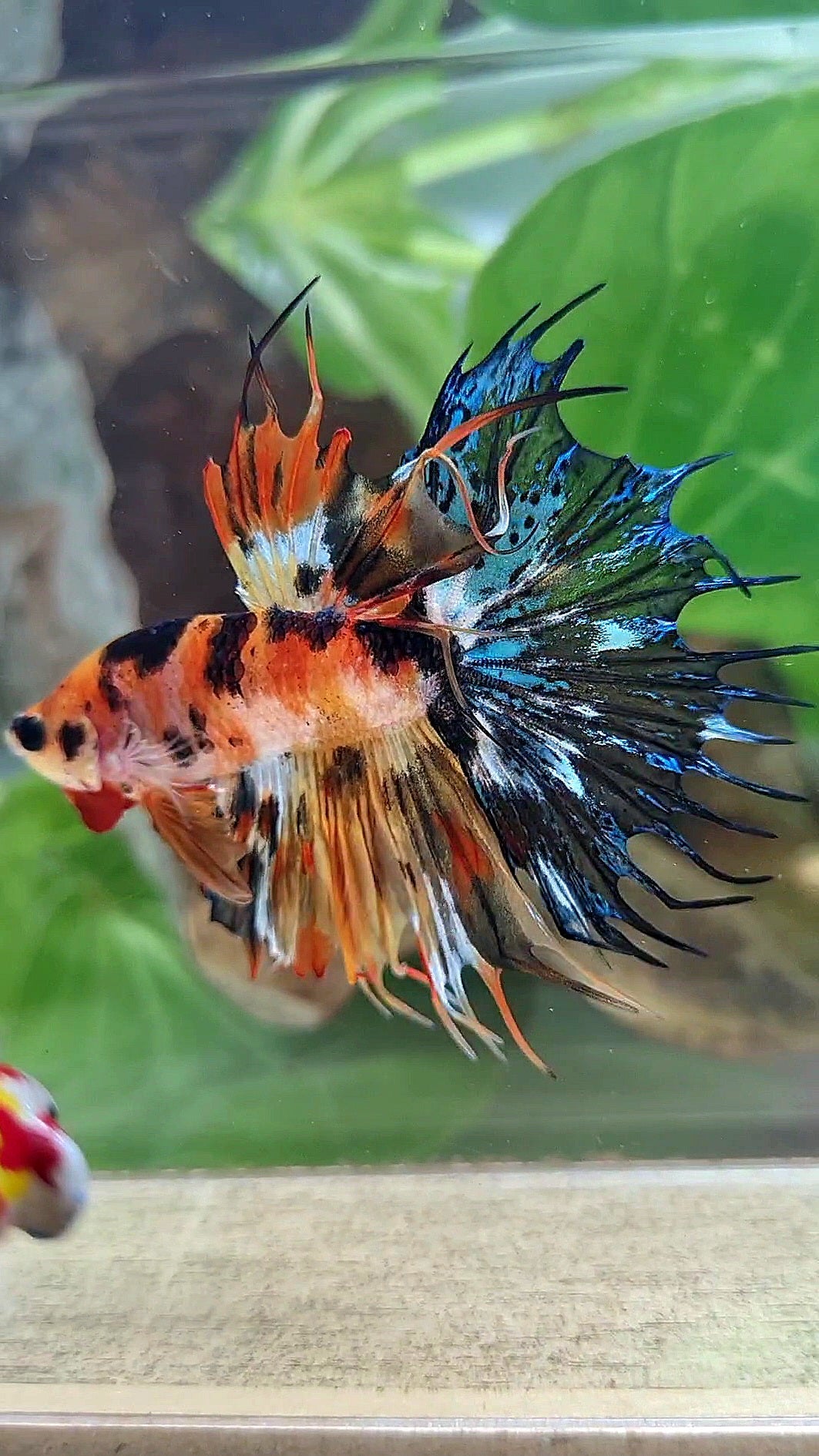 CROWNTAIL SUPER MULTICOLOR ORANGE YELLOW DOTS BETTA FISH