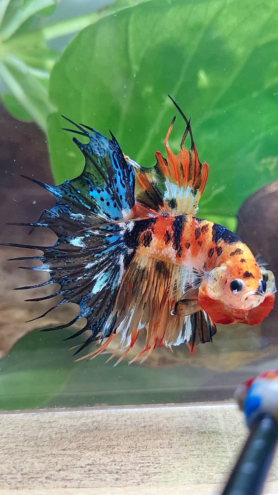 CROWNTAIL SUPER MULTICOLOR ORANGE YELLOW DOTS BETTA FISH