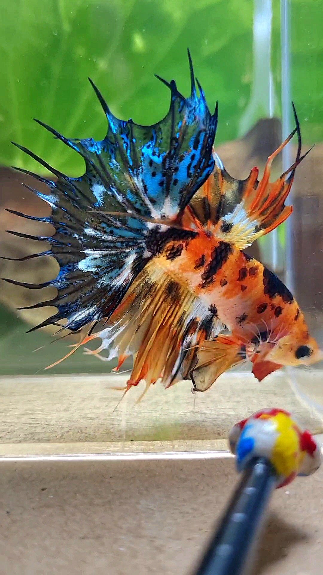 CROWNTAIL SUPER MULTICOLOR ORANGE YELLOW DOTS BETTA FISH