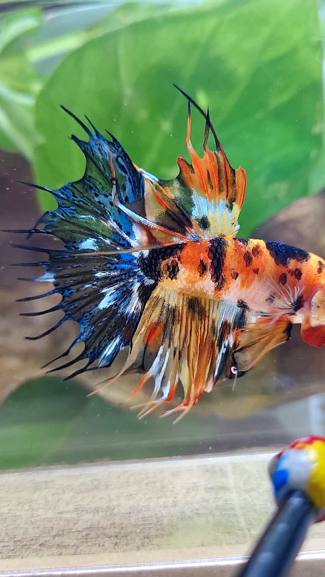 CROWNTAIL SUPER MULTICOLOR ORANGE YELLOW DOTS BETTA FISH