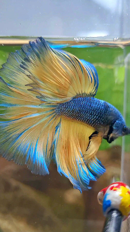 HALFMOON ROSETAIL BLUE YELLOW MUSTARD GAS BETTA FISH