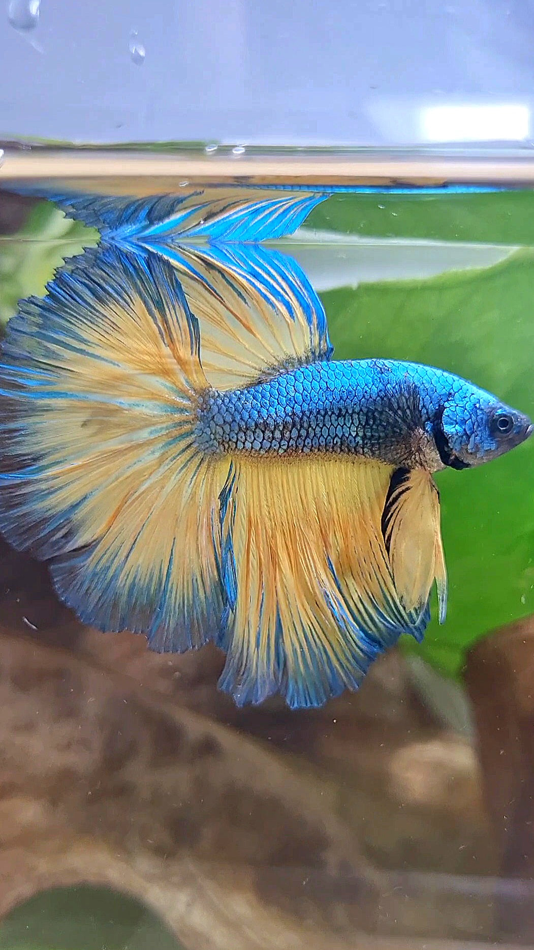 HALFMOON ROSETAIL BLUE YELLOW MUSTARD GAS BETTA FISH