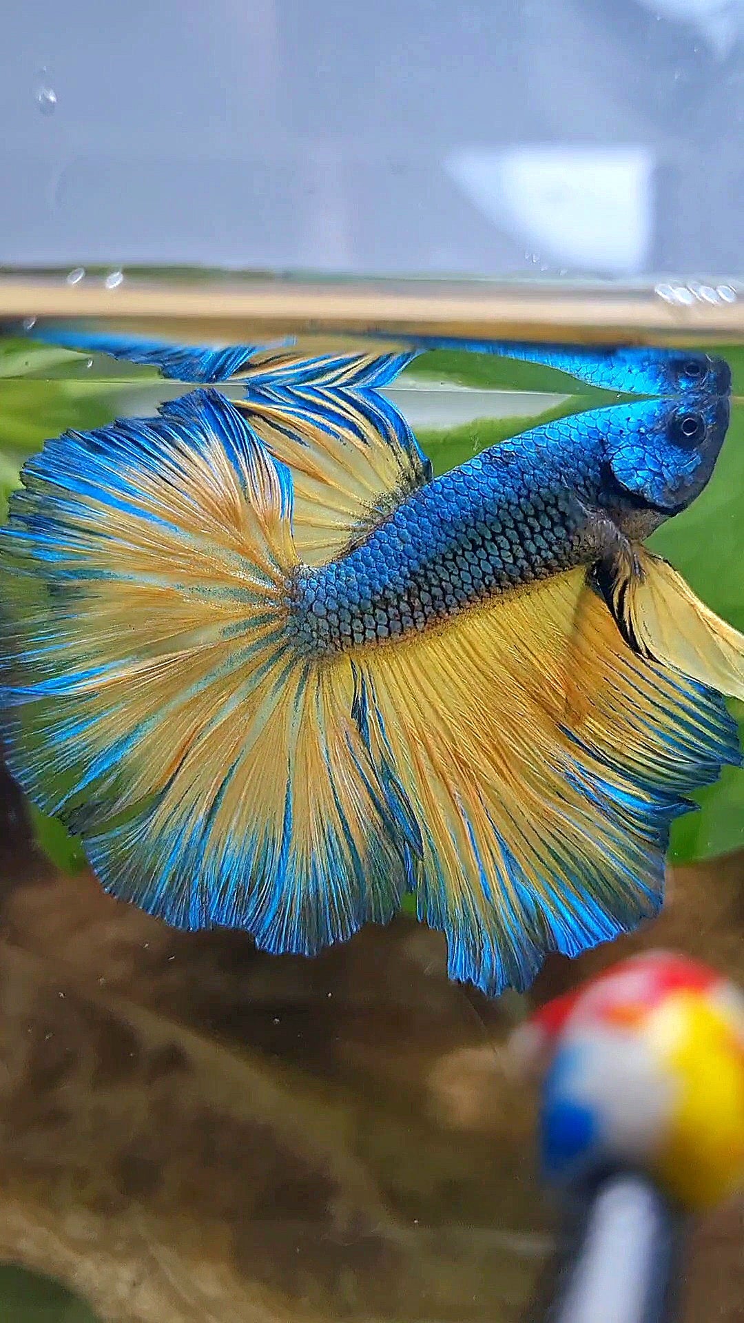 HALFMOON ROSETAIL BLUE YELLOW MUSTARD GAS BETTA FISH