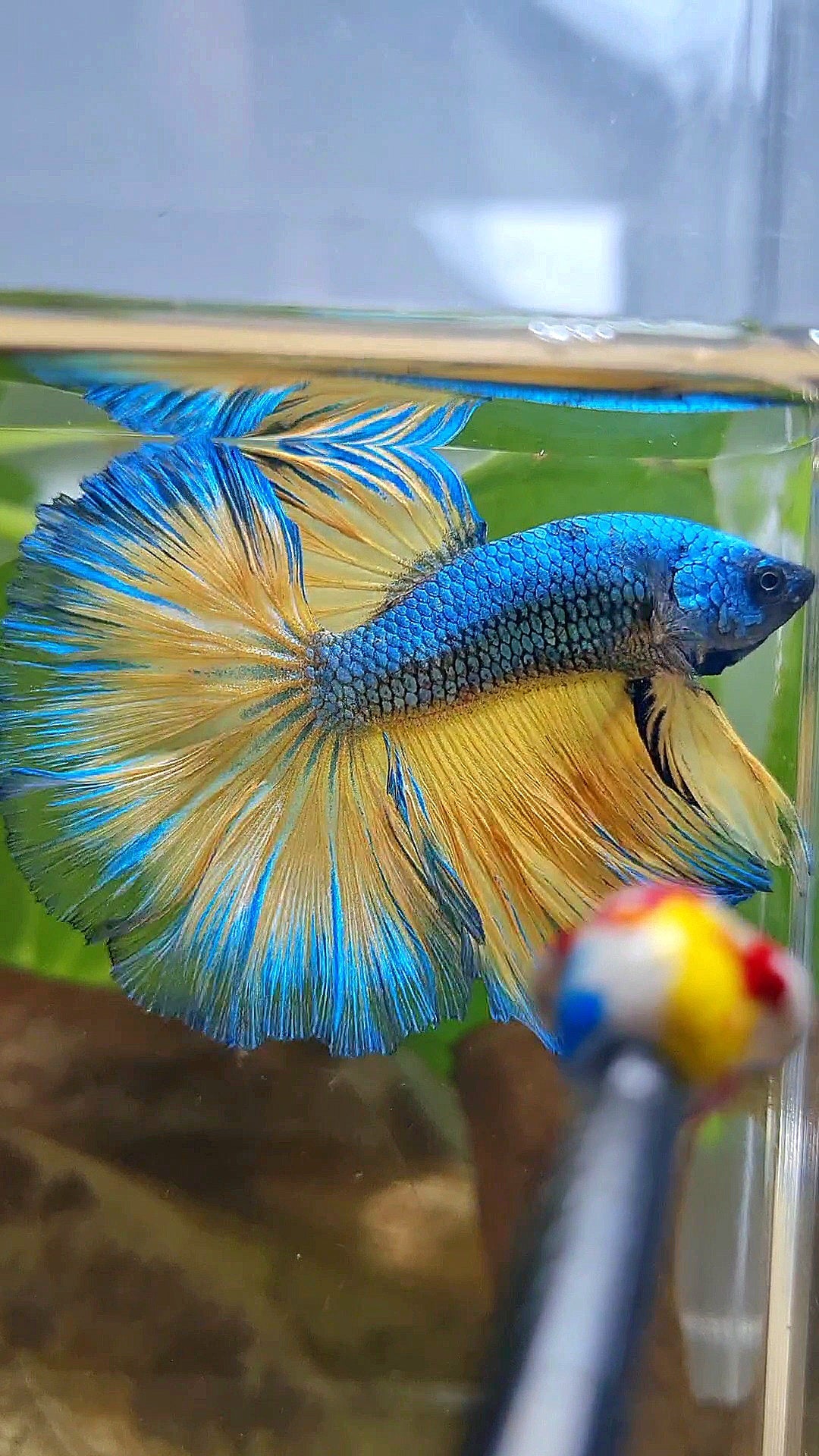 HALFMOON ROSETAIL BLUE YELLOW MUSTARD GAS BETTA FISH