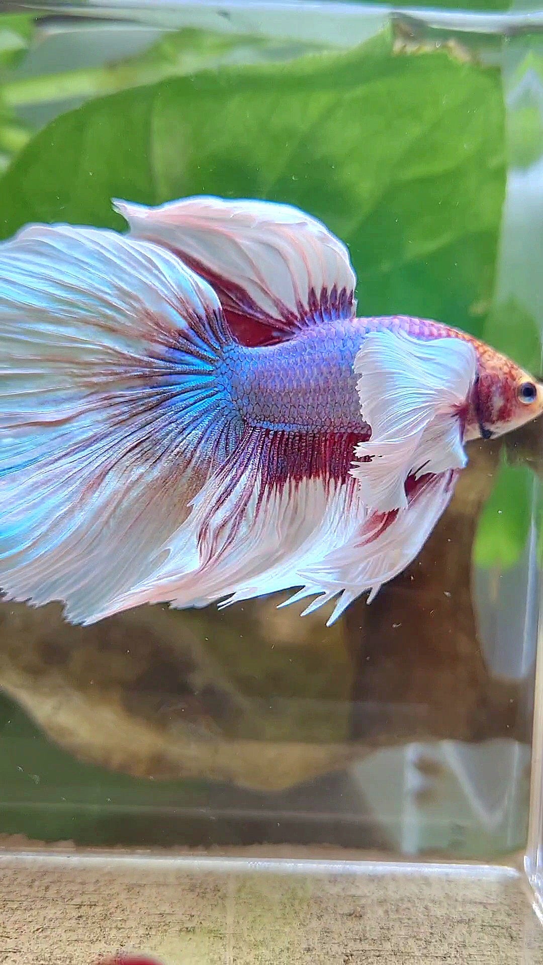 HALFMOON SUPER DUMBO EAR ROSETAIL WHITE LAVENDER BETTA FISH