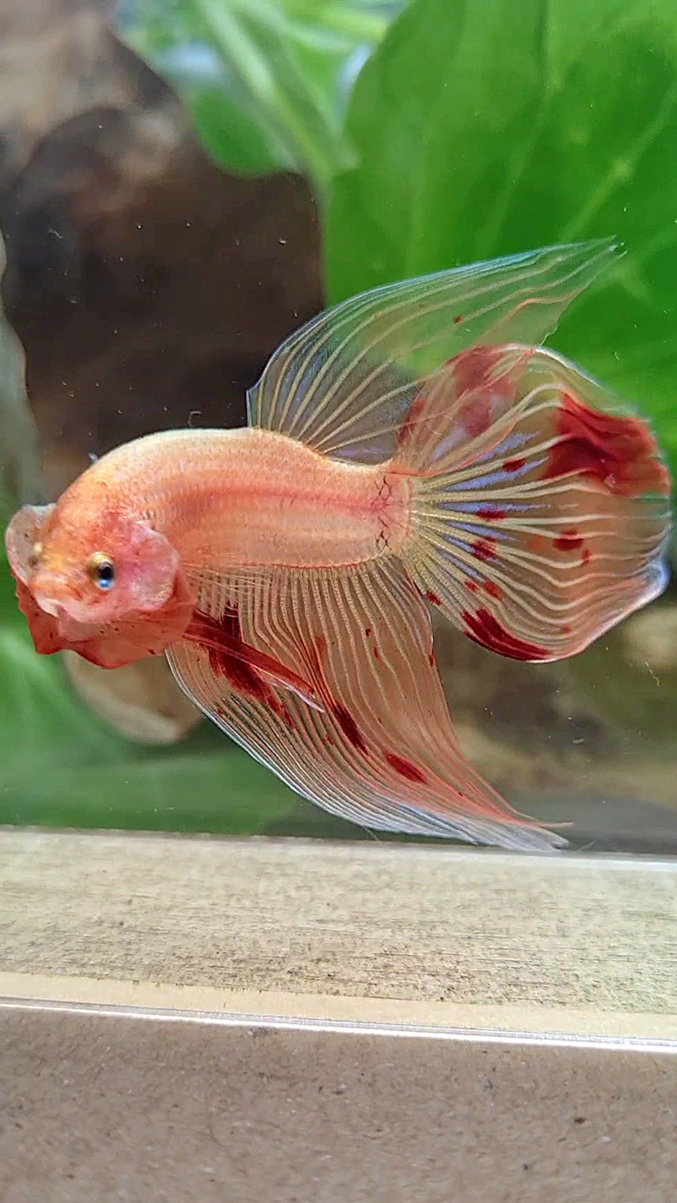 VEILTAIL ARMAGEDDON FIRE BETTA FISH