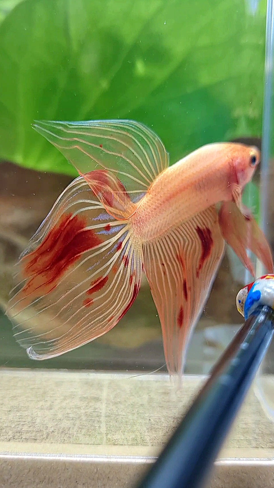VEILTAIL ARMAGEDDON FIRE BETTA FISH