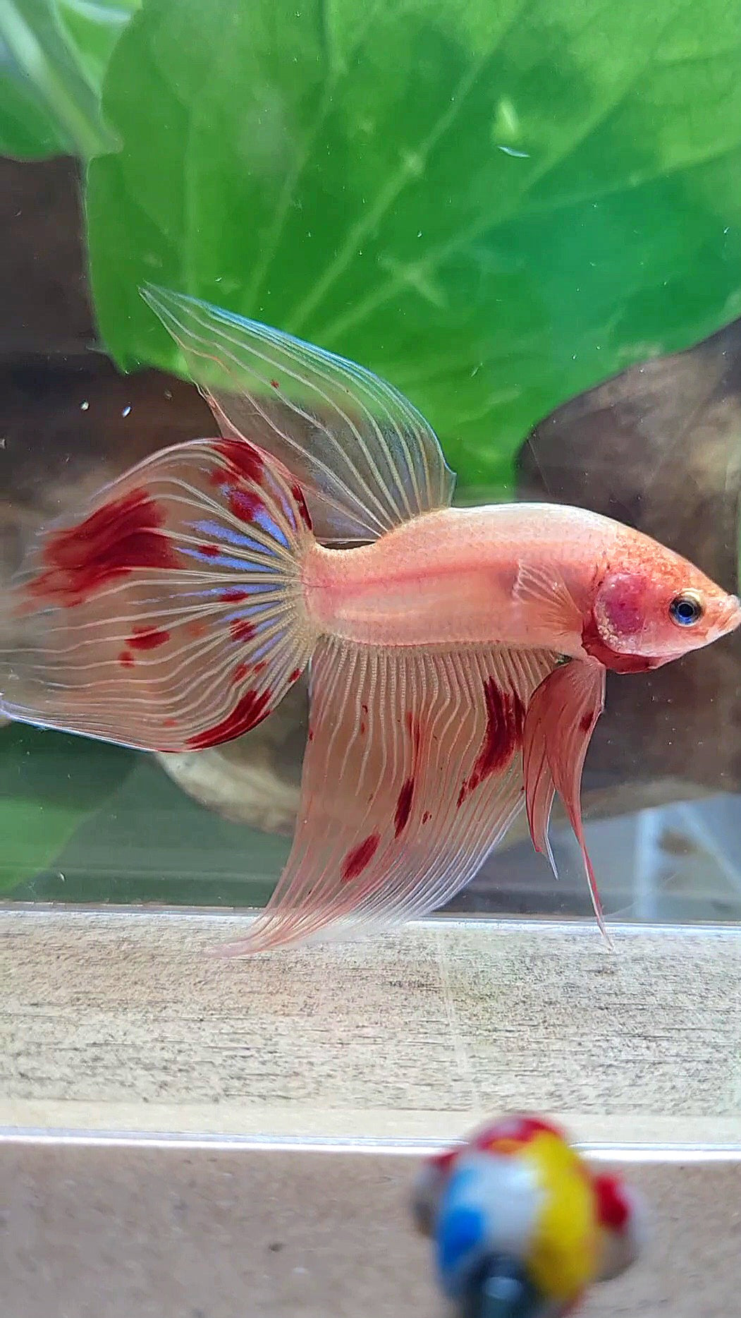 VEILTAIL ARMAGEDDON FIRE BETTA FISH