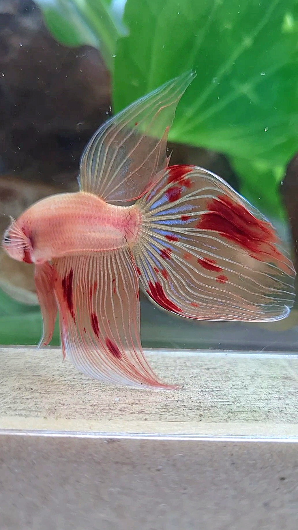 VEILTAIL ARMAGEDDON FIRE BETTA FISH